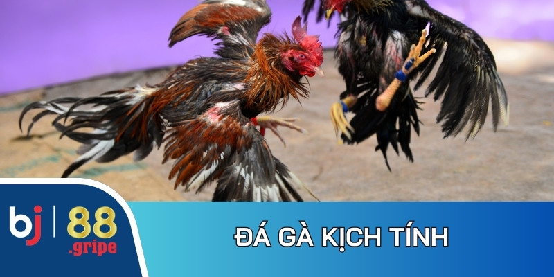 Bộ môn đá gà trực tiếp tạo tỷ lệ thưởng cạnh tranh, minh bạch