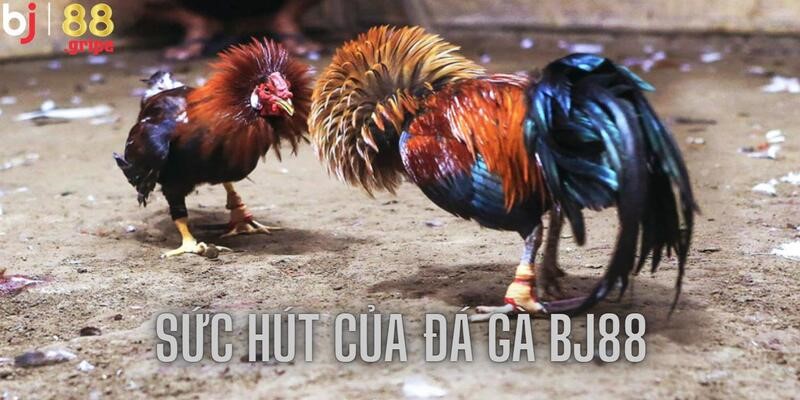 Sức hút đủ để sánh ngang với nhiều thương hiệu lớn